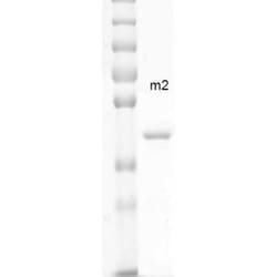 Novus Biologicals Recombinant Mouse AHSA2 His Protein 100 &mu;g | Buy Online | Novus Biologicals&trade; | Fisher Scientific